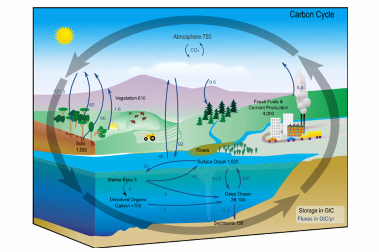 Rainforest Carbon Cycle